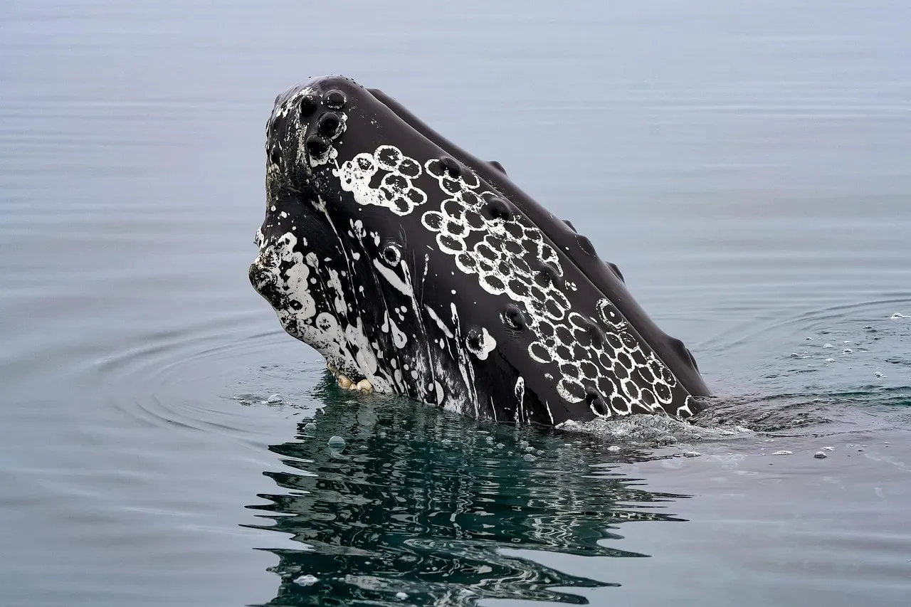 Humpback Whales: A Conservation Blueprint That Actually Worked (Image Credits: Pixabay)