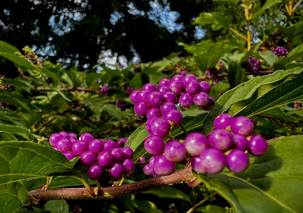 American Beautyberry (Callicarpa americana) (krossbow, Flickr, CC BY 2.0)
