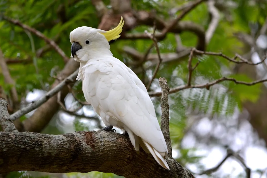 #7 - Moluccan and Umbrella Cockatoos: Obsessive Even by Parrot Standards (Image Credits: Unsplash)