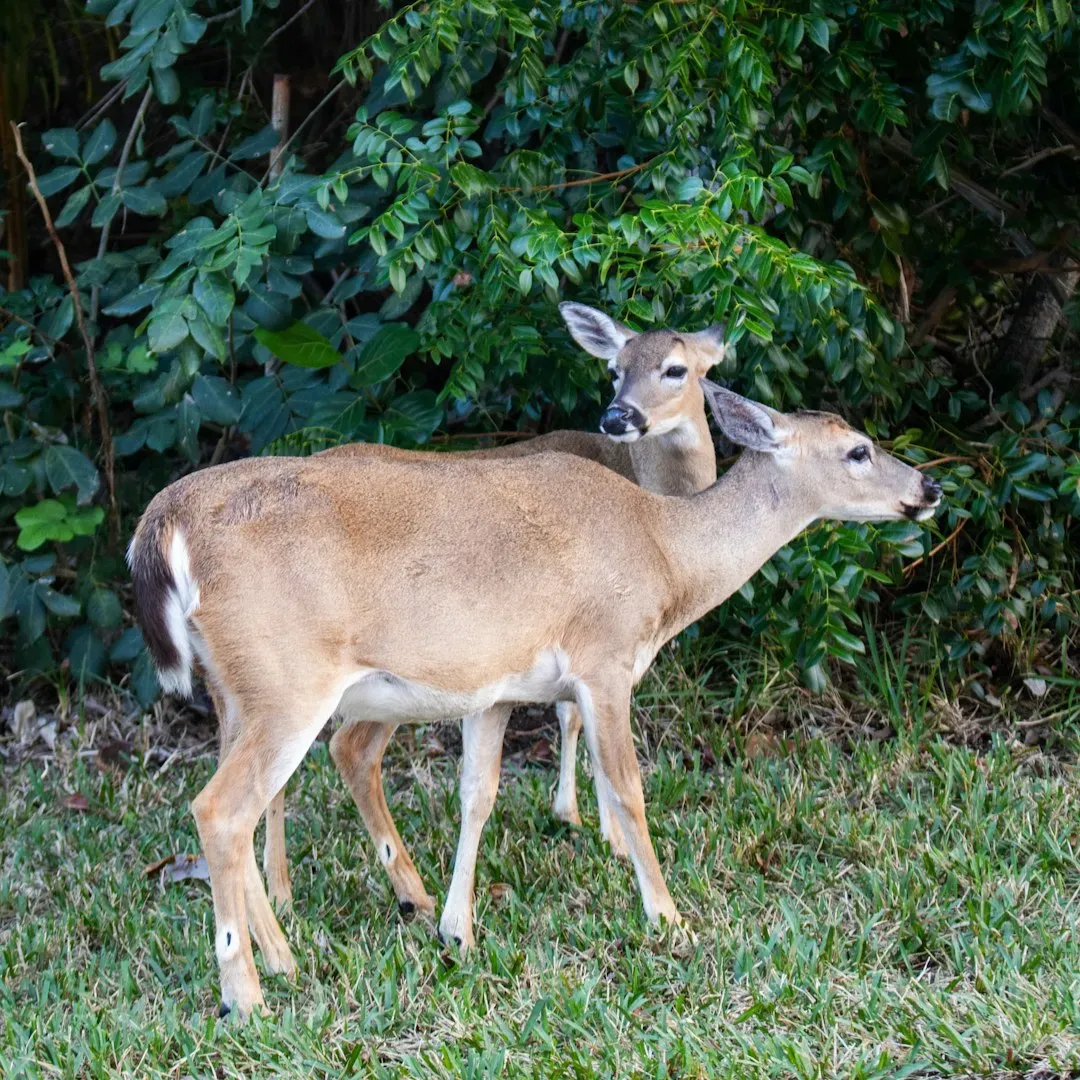 Conclusion: A Little Deer With an Enormous Story (Image Credits: Unsplash)