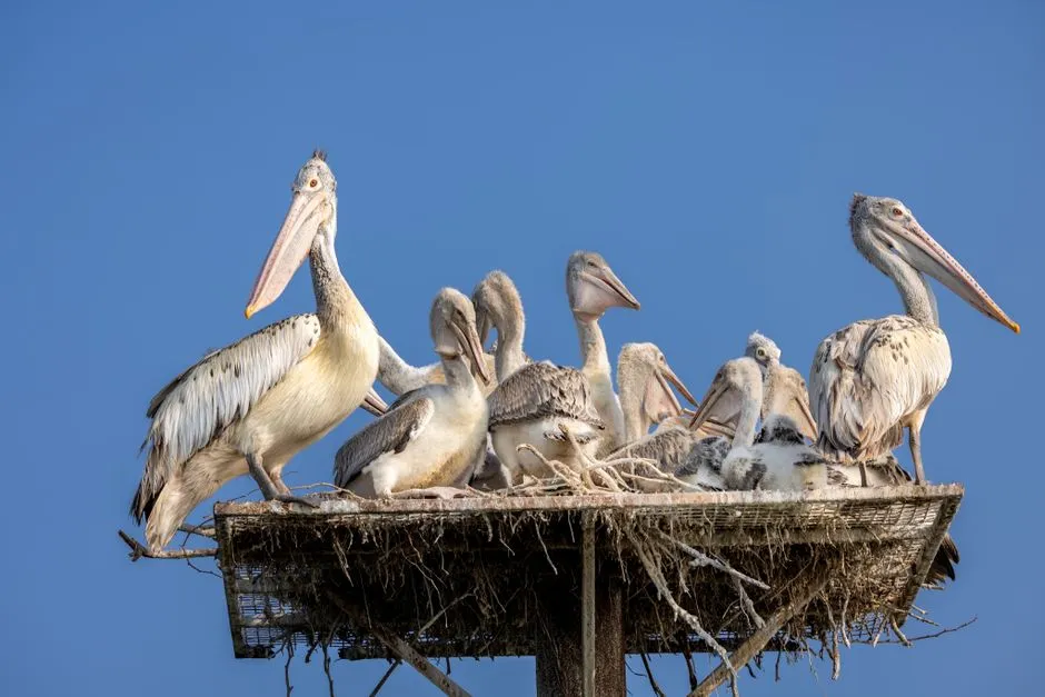 Breeding and Social Dynamics (Image Credits: Pexels)