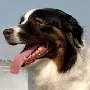 Conclusion: Finding Your Perfect Guardian Companion (Image Credits: Wikimedia)