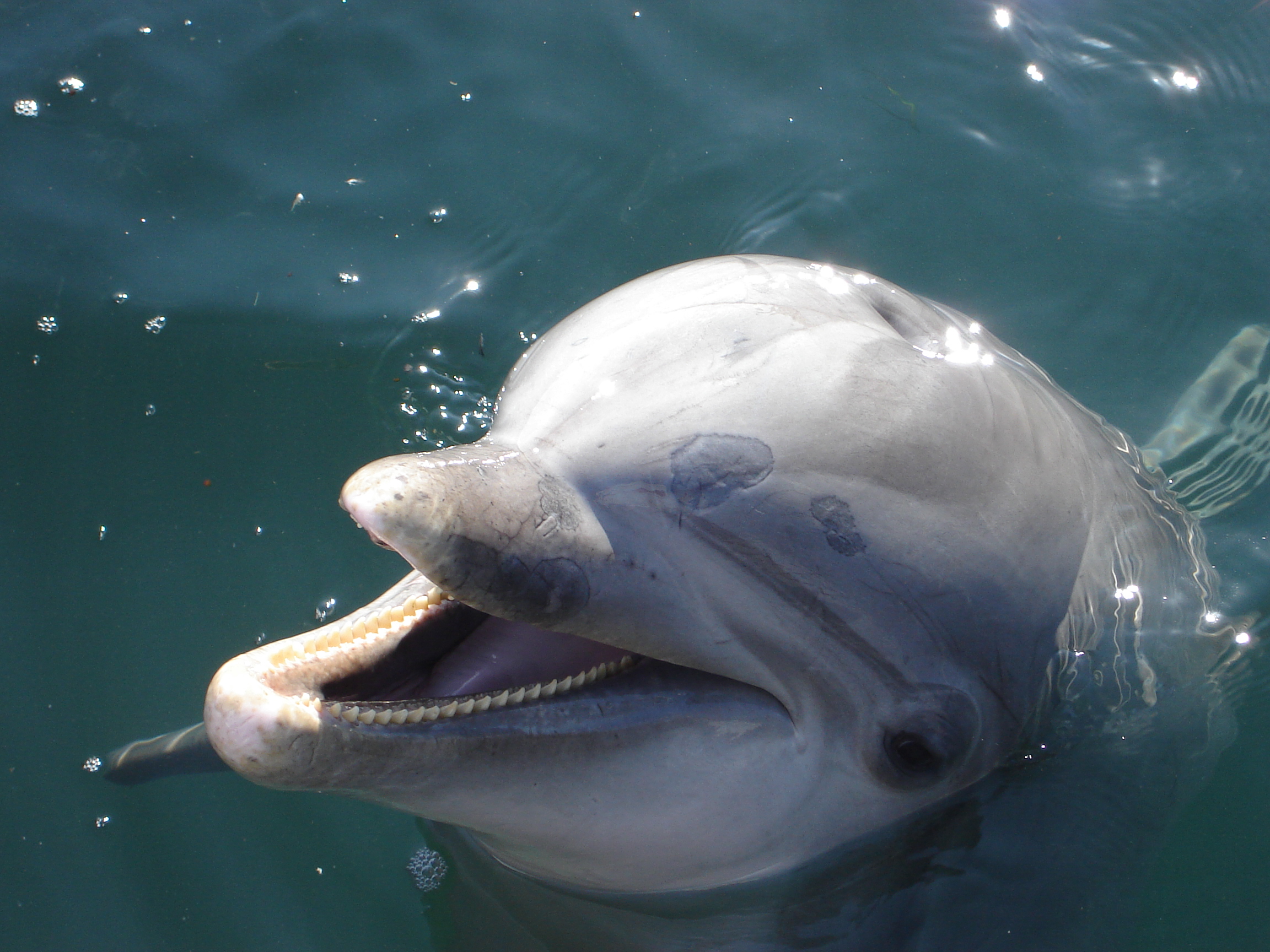 When Worlds Collide: The Shark Factor (Image Credits: Wikimedia)