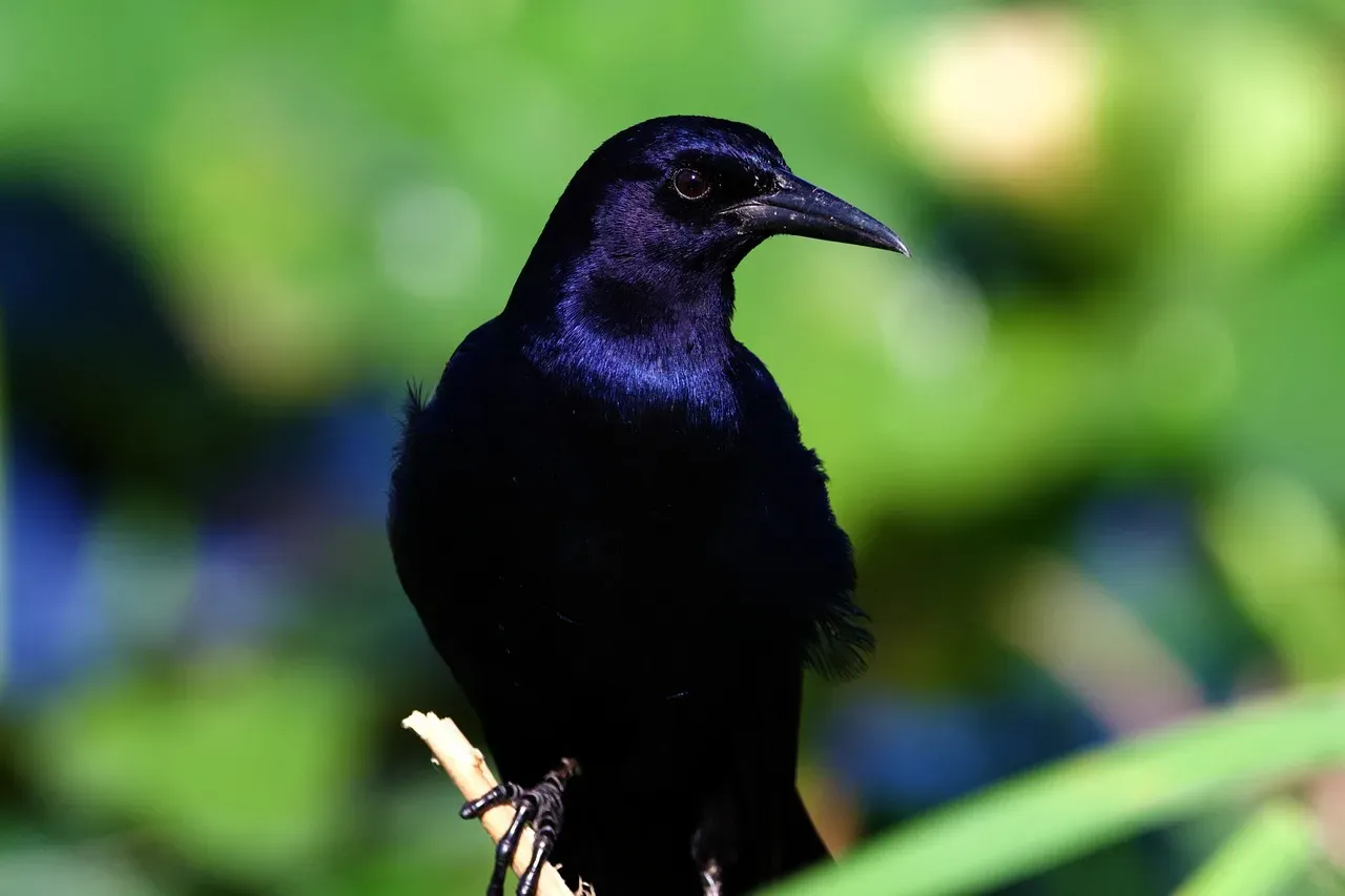 #8: Their Feathers Don't Just Look Iridescent, They're Engineered That Way (Image Credits: Pixabay)