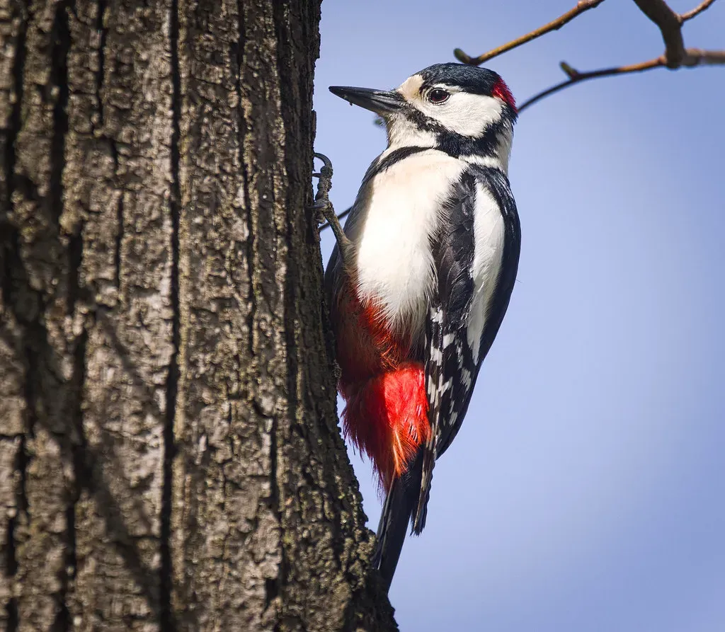 Cancer (June 21 &ndash; July 22): The Woodpecker (hedera.baltica, Flickr, CC BY-SA 2.0)