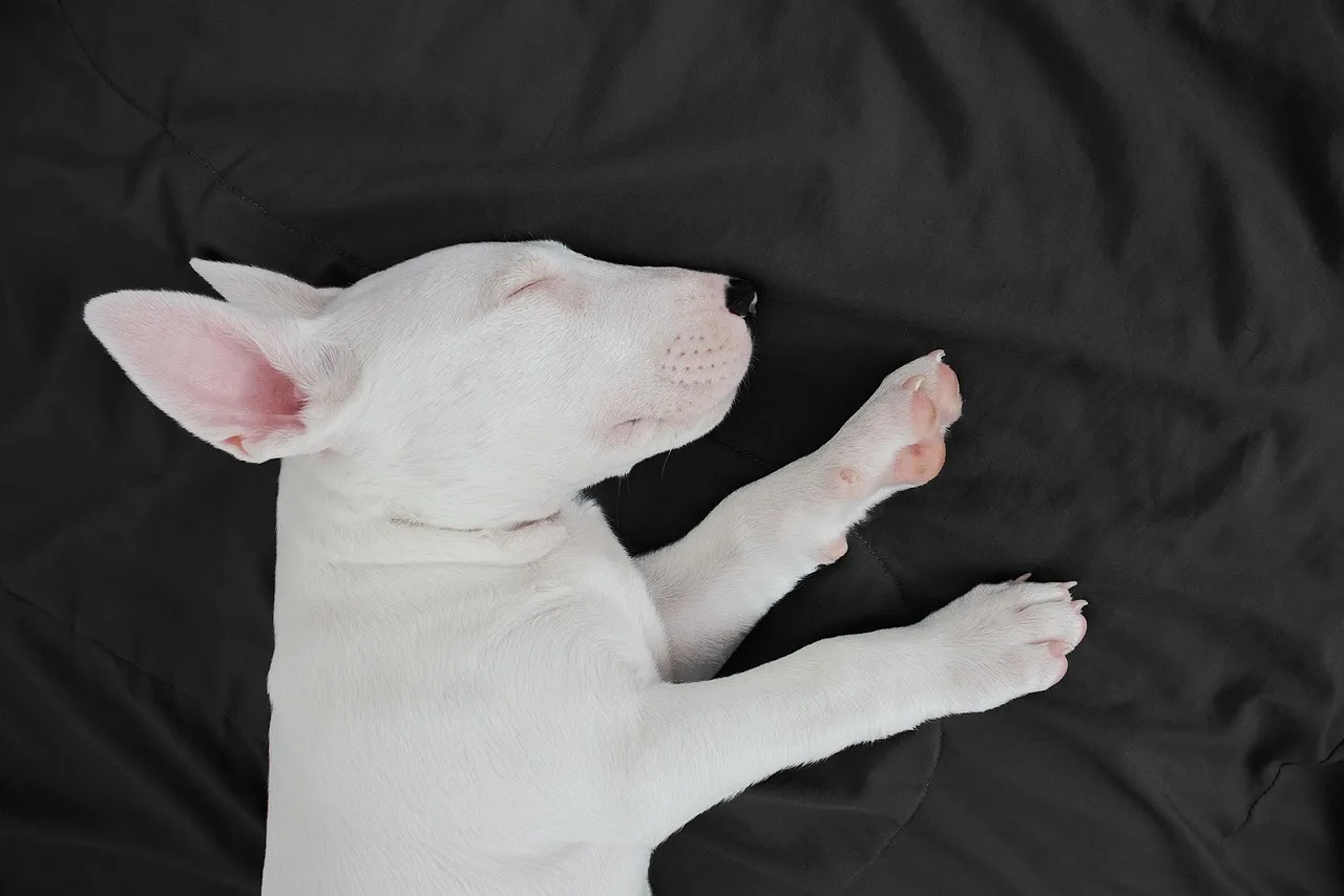 Increased Daytime Sleeping (Image Credits: Pixabay)