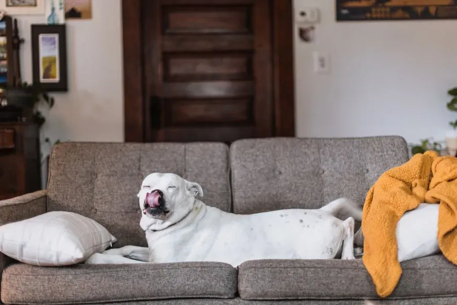 #4 – Claiming Your Spot on the Couch or Chair (Image Credits: Pexels)