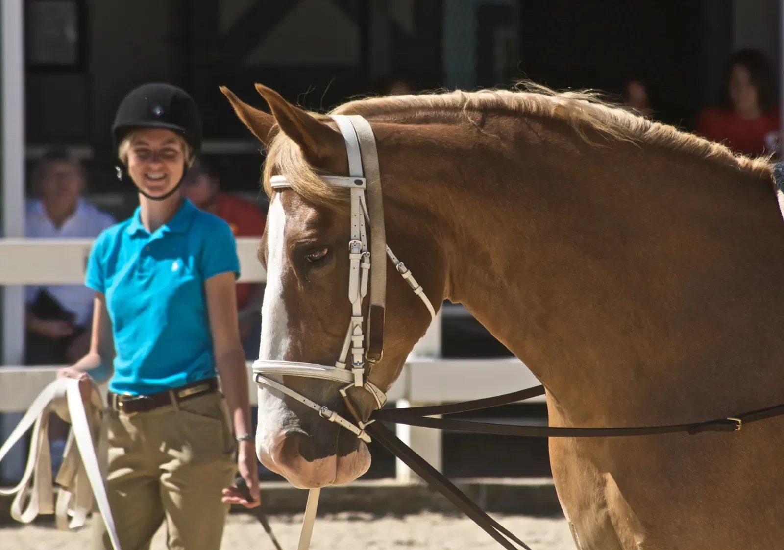 The Hanoverian: The Thinking Person's Sport Horse (Image Credits: Wikimedia)