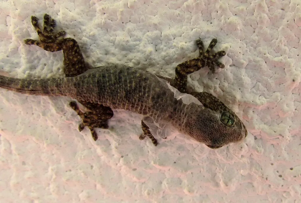 12. Lizards and Geckos: Shedding Tails and Skin to Escape (Image Credits: Flickr)