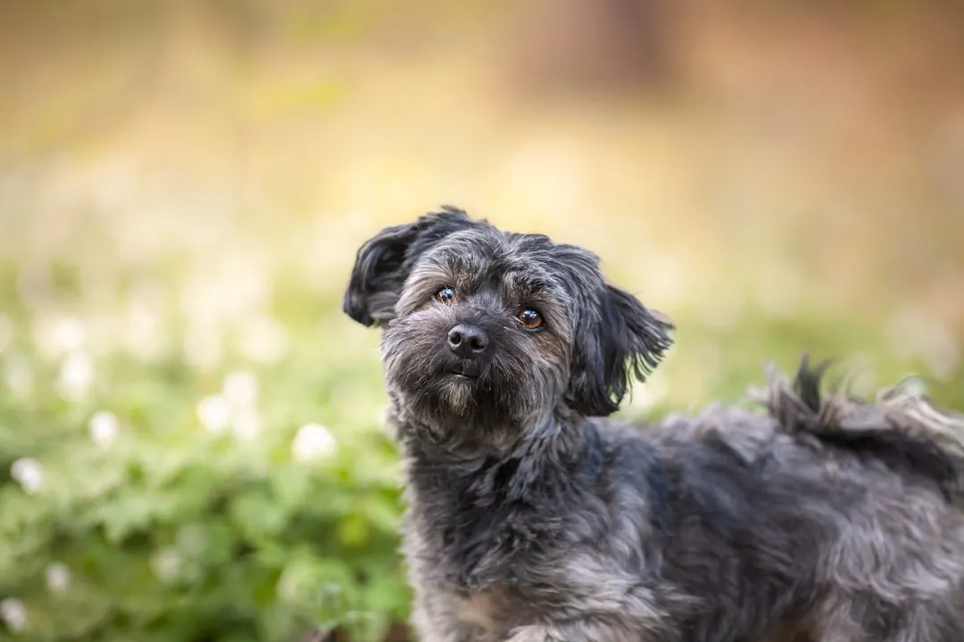 #21 - Havanese: Small, Beloved, and Rarely Abandoned (Image Credits: Unsplash)