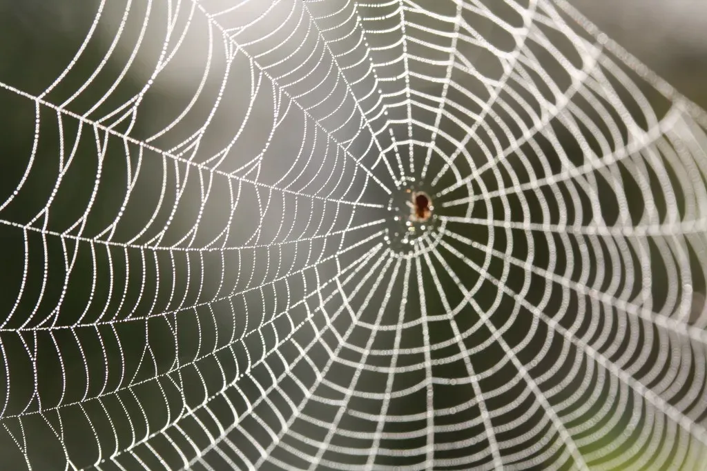 Spider Webs: Engineering Marvels in Silk (Image Credits: Flickr)
