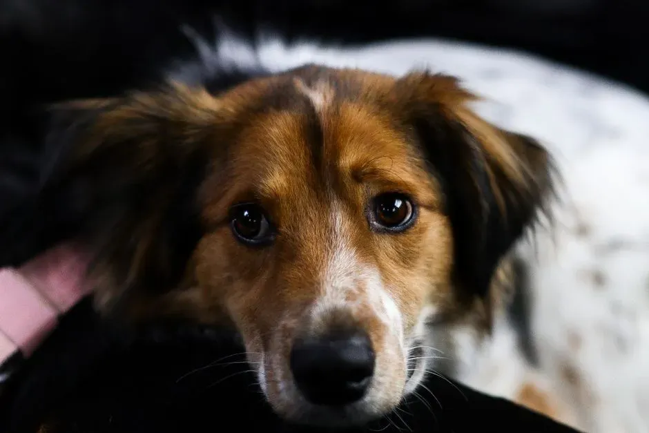 How Dogs Pick Up on Human Emotions (Image Credits: Pexels)