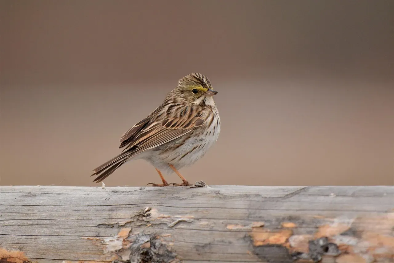 Florida Grasshopper Sparrow (Image Credits: Pixabay)