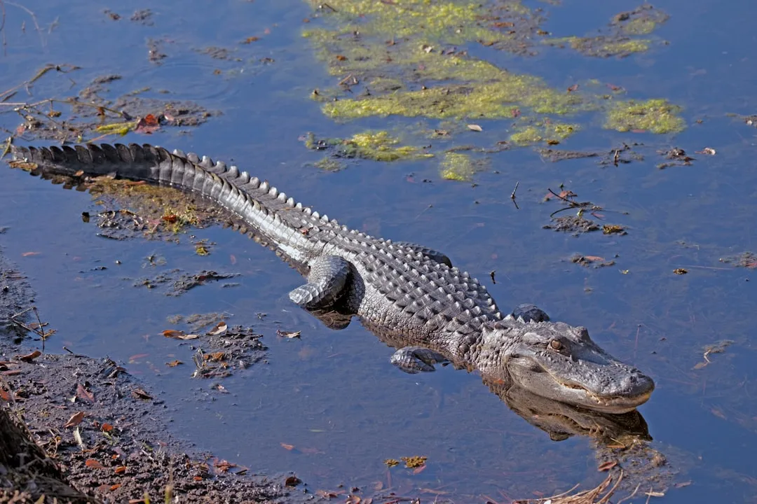 #2 Florida – Where Suburbs Meet Swamps (Image Credits: Unsplash)
