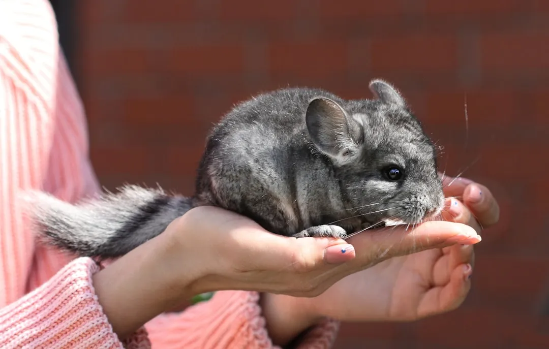 #14 Chinchillas (Image Credits: Unsplash)