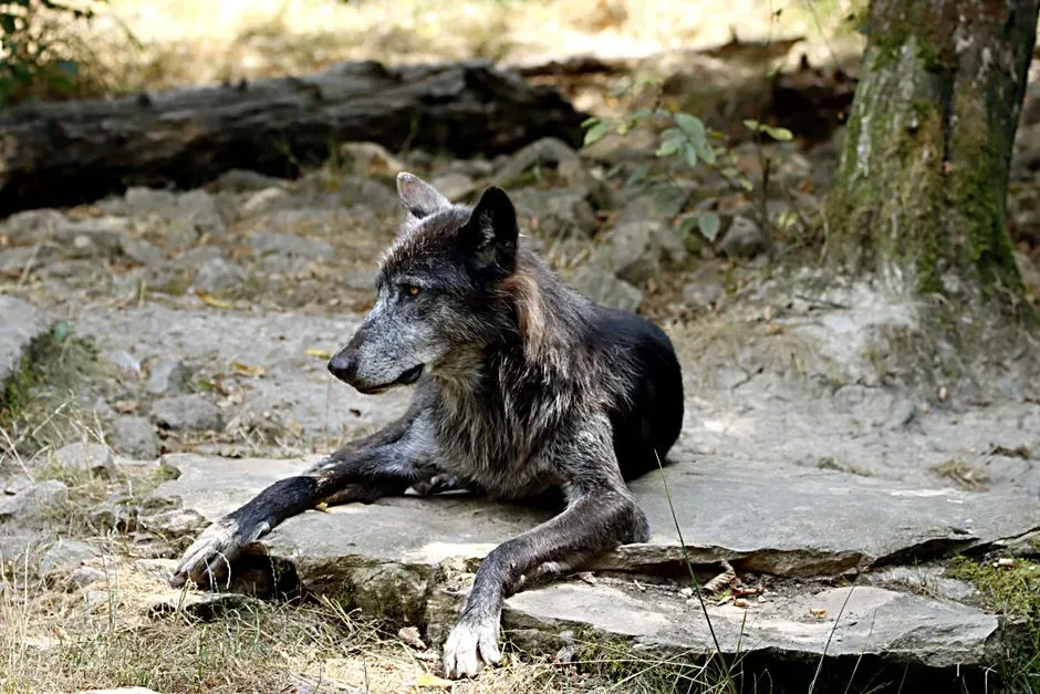 #14 - Wolf Hybrids: The Ultimate Insurance Blacklist (Image Credits: Pexels)