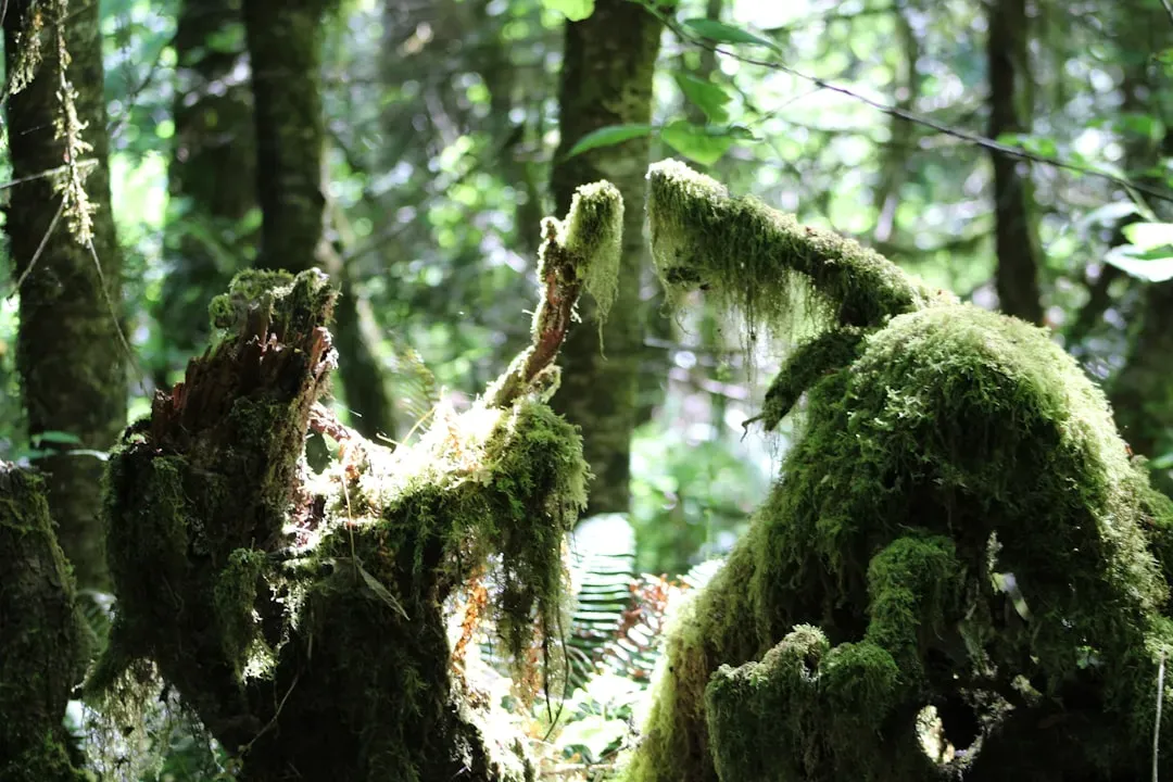 Conclusion: The Forest Has a Sign for Every Soul (Image Credits: Unsplash)