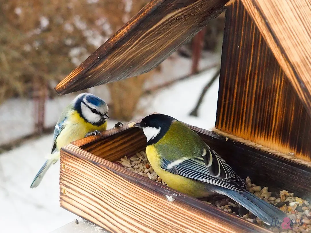 16. Plan Your Own Winter Access So You Can Keep Feeding (Image Credits: Unsplash)