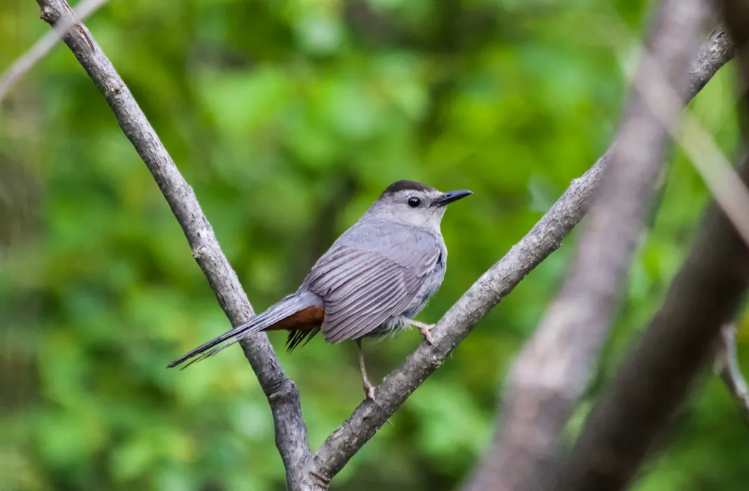 13. Gray Catbird – The Secretive Shrub Lover (Image Credits: Unsplash)