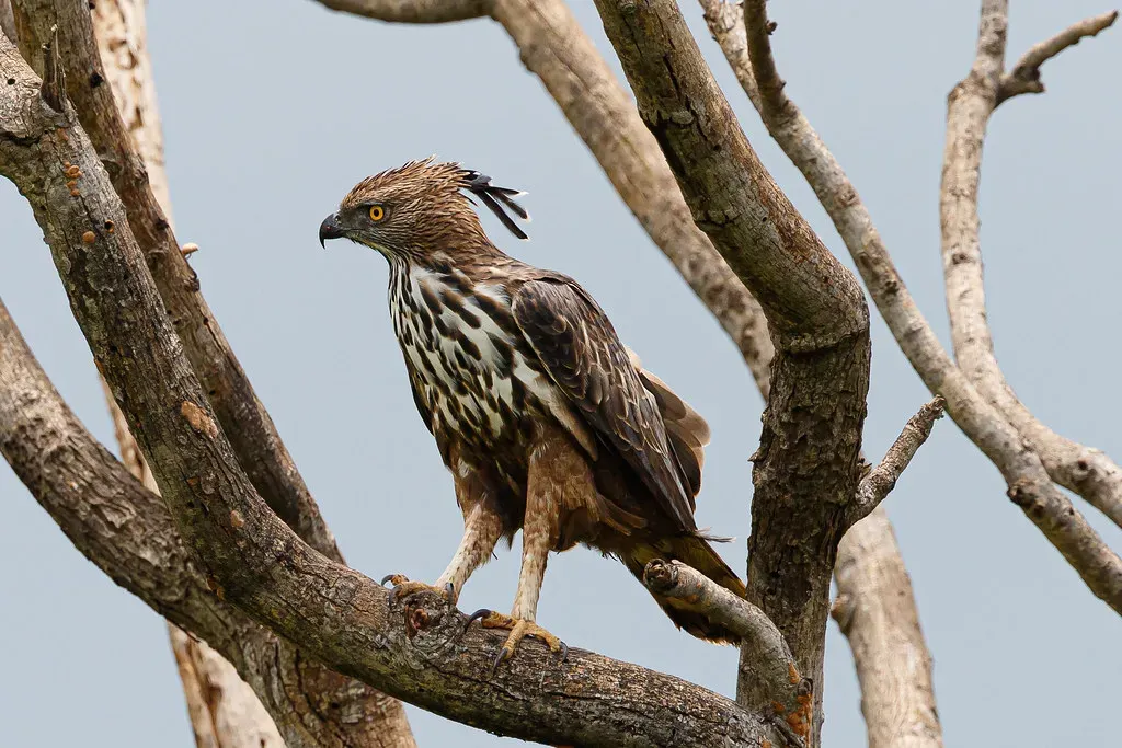 17. Mountain Hawk-Eagle - Asia's Powerful Forest Dweller (Hari K Patibanda, Flickr, CC BY 2.0)