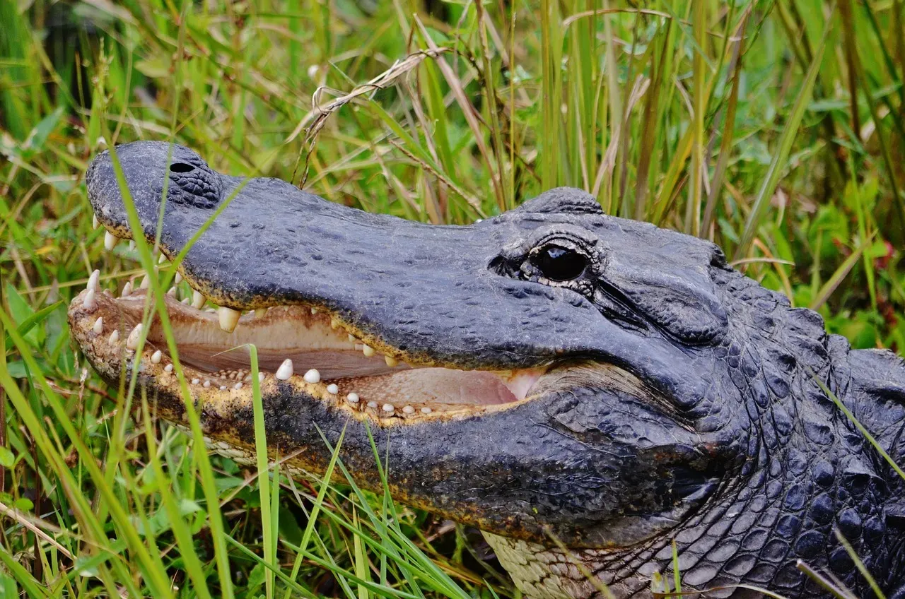 8. Miami, Florida: Alligators, Raccoons, and Wildlife That Means Business (Image Credits: Pixabay)