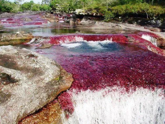 #3. Ca&ntilde;o Cristales, Colombia - The River That Ran Away from Paradise (By Reza Ahmeds, CC BY 2.0)