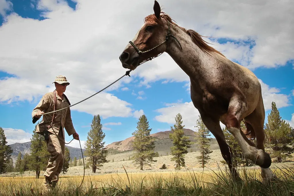Horses Actually Cannot Vomit, Even If They Want To (Image Credits: Flickr)