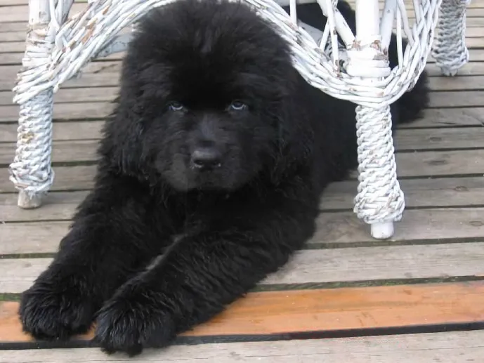 #6 Newfoundland – Clumsy Giant To Gentle Guardian (Andrzej z Helu, CC BY-SA 3.0)