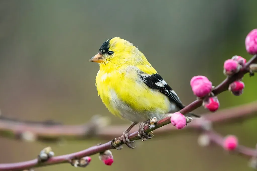 Why Goldfinches Dress Down for Winter (Image Credits: Flickr)