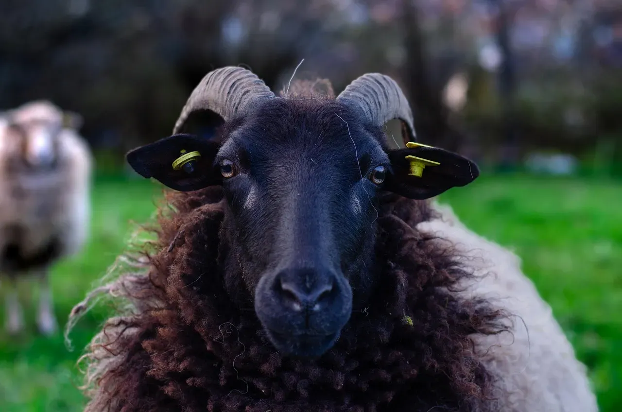 Conclusion: The Ram Doesn't Apologize for Being the Ram (Image Credits: Pixabay)