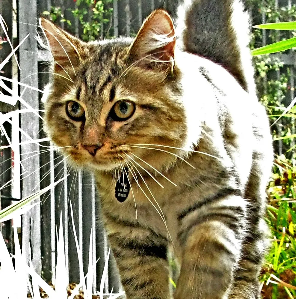 #30 - American Bobtail (Image Credits: Wikimedia)