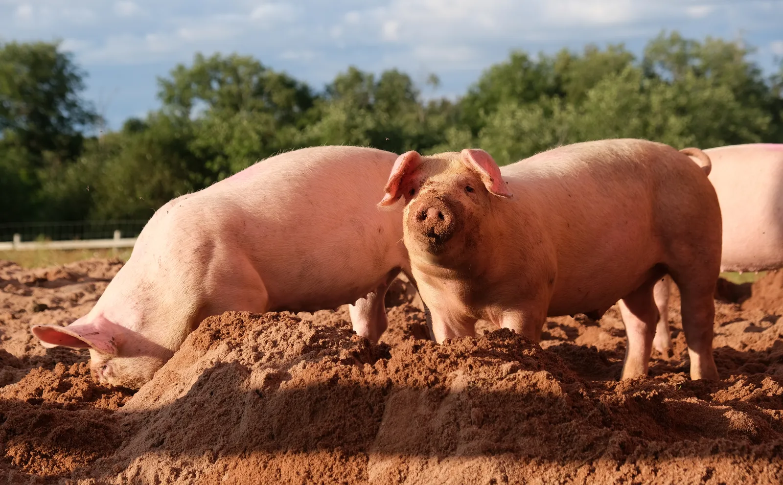 #1 Pigs: The Farmyard Problem-Solvers (By kallerna, CC BY-SA 4.0)
