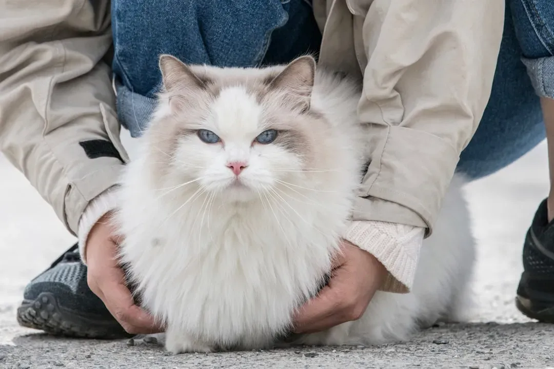 Cancer (June 21 &ndash; July 22): The Ragdoll, Your Emotional Safe Harbor (Image Credits: Unsplash)