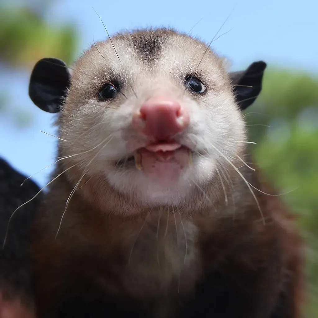The Honey Badger's Fearless Defense System (Image Credits: Flickr)