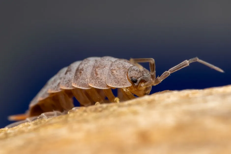 Dulcibella camanchaca: The Hadal Predator (Image Credits: Pexels)