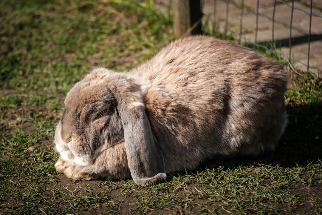 #2: The Destructive Side of a Bored Bunny (Image Credits: Unsplash)