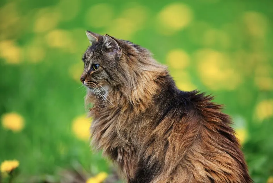 #16 - Norwegian Forest Cat: Wild Look, Softer Heart With Time (Softer With Age) (Image Credits: Pexels)