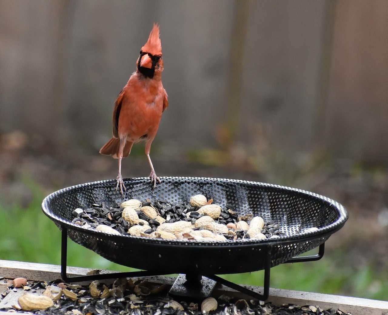 Create Ground Feeding Opportunities (Image Credits: Pixabay)