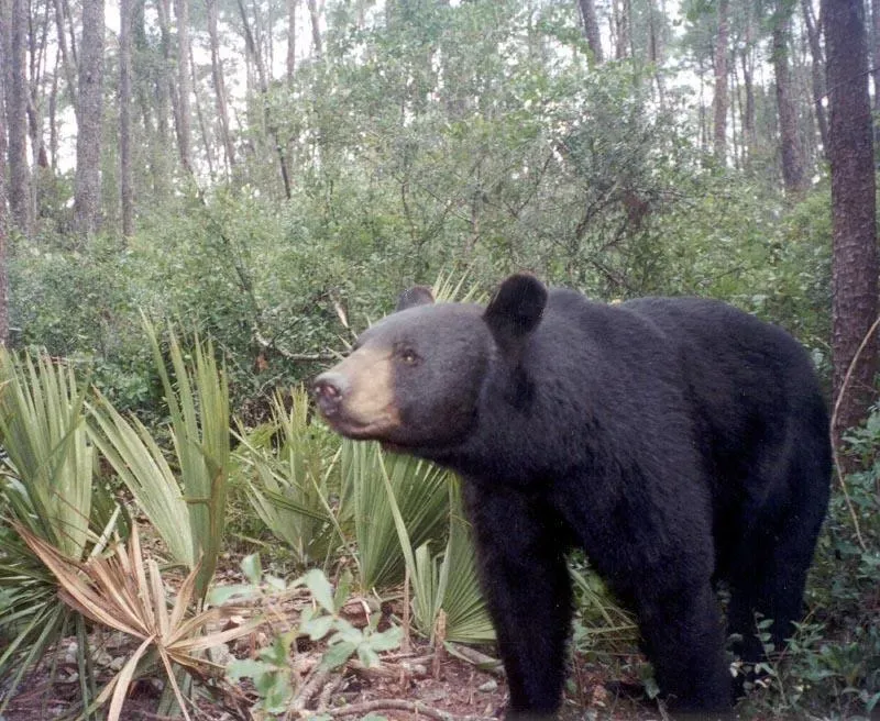 The Florida Black Bear: A Comeback Rooted in the Corridor (By Florida Fish and Wildlife Conservation Commission, Public domain)