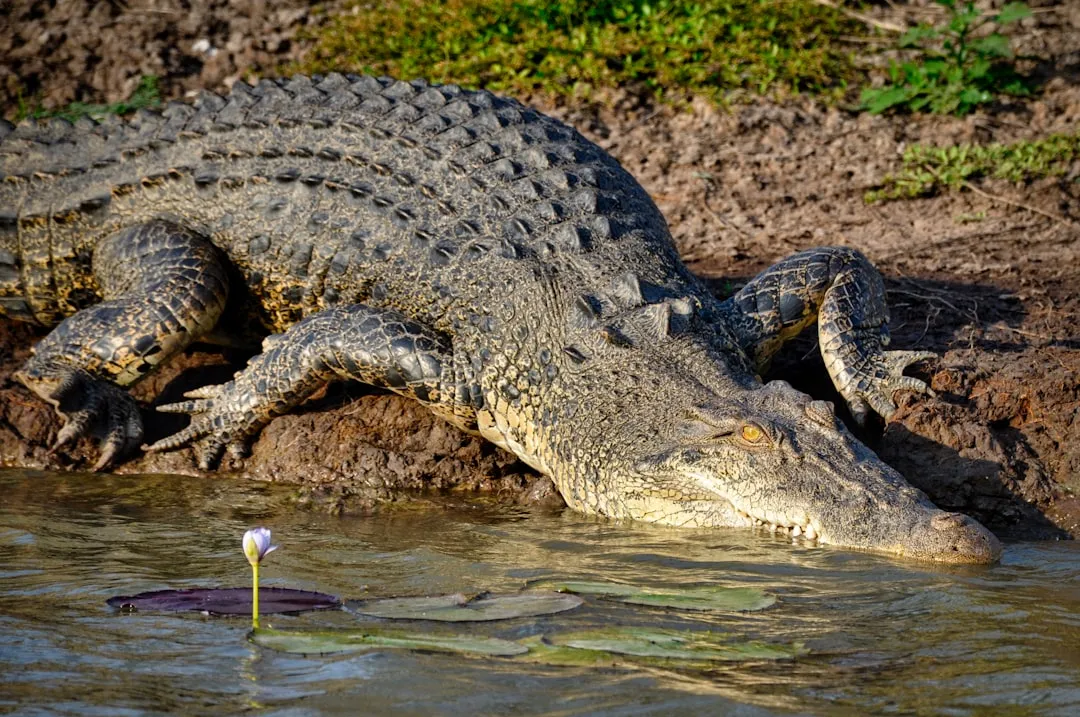 #8 Cleaner Birds and Reptiles: Maintenance Crews of the Wild (Image Credits: Unsplash)