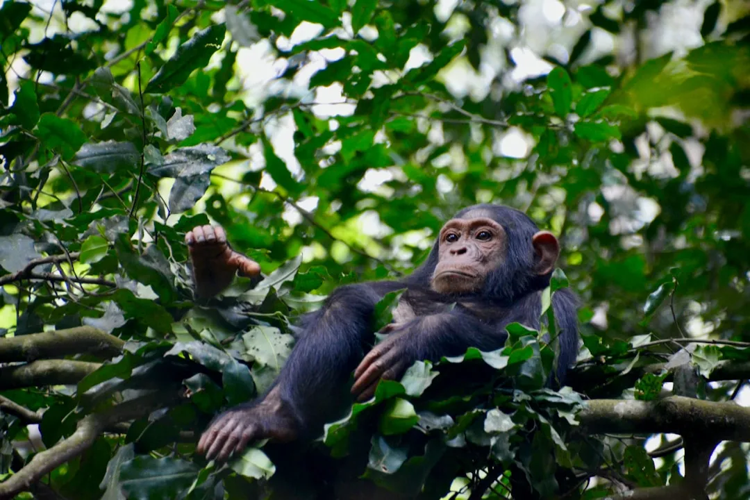 Beyond Bananas: Why This Memory Matters in the Wild (Image Credits: Unsplash)