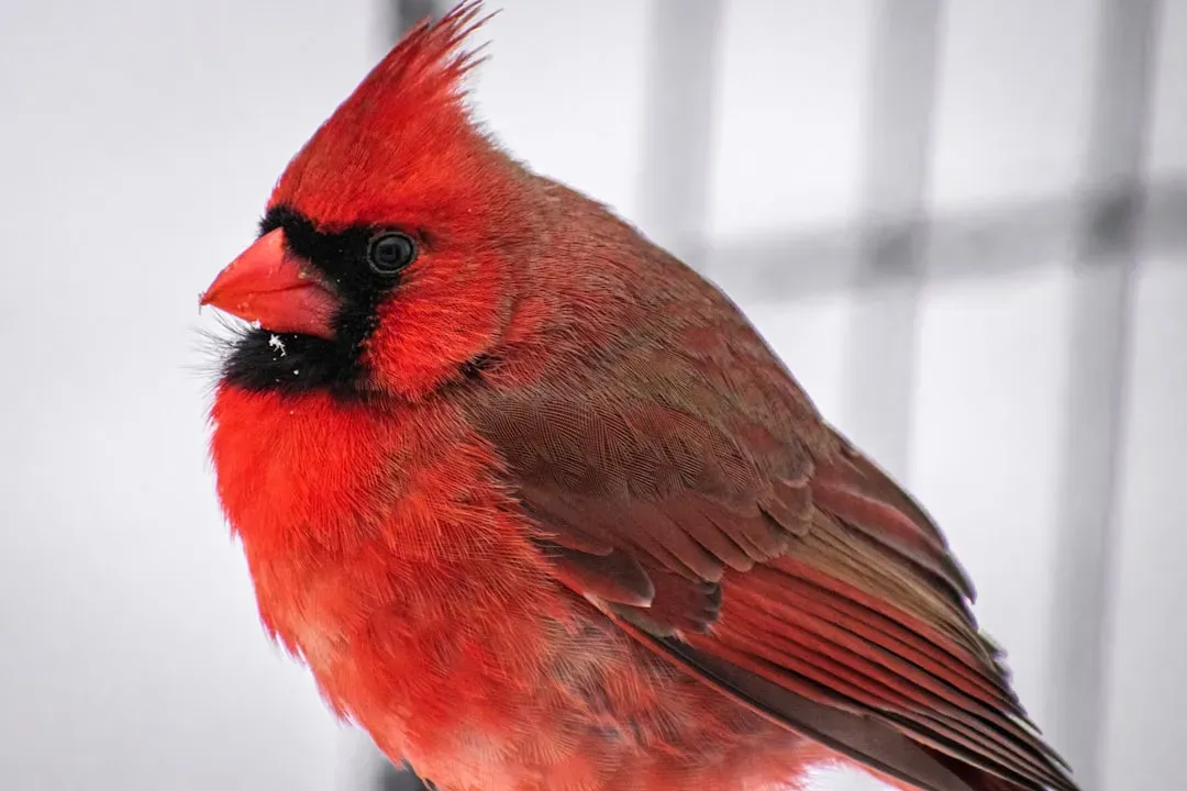 The Cardinal's Distinctive Action (Image Credits: Unsplash)