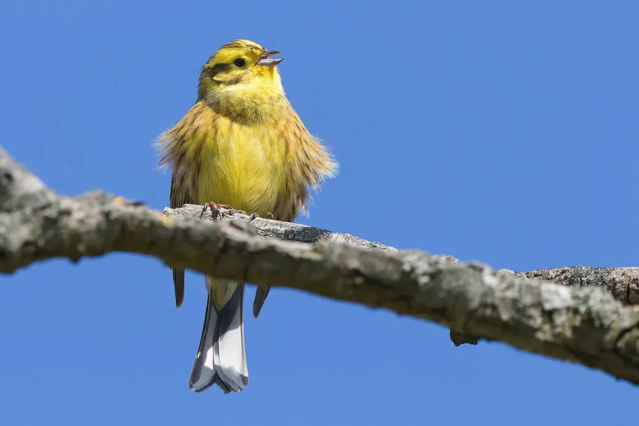 #3 - Yellowhammer: The Hedge That Used to Sing (Image Credits: Pixabay)