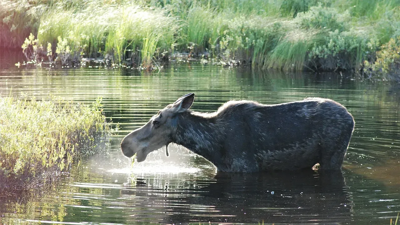 Moose: The Gentle Giant of the Wetlands (Image Credits: Pixabay)