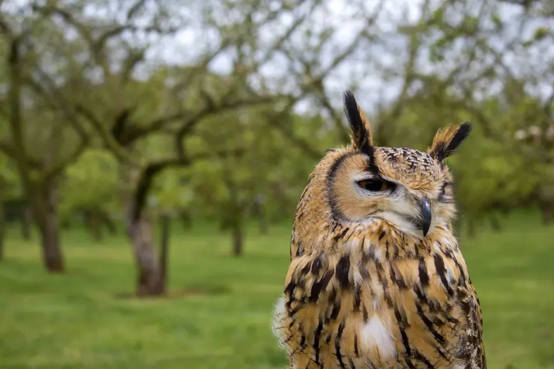 Not All Owls Hoot (Image Credits: Unsplash)
