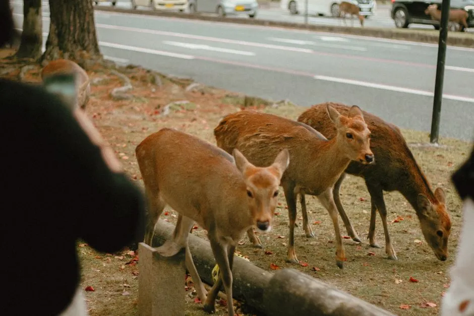 Understanding and Coexisting with Urban Wildlife (Image Credits: Pexels)