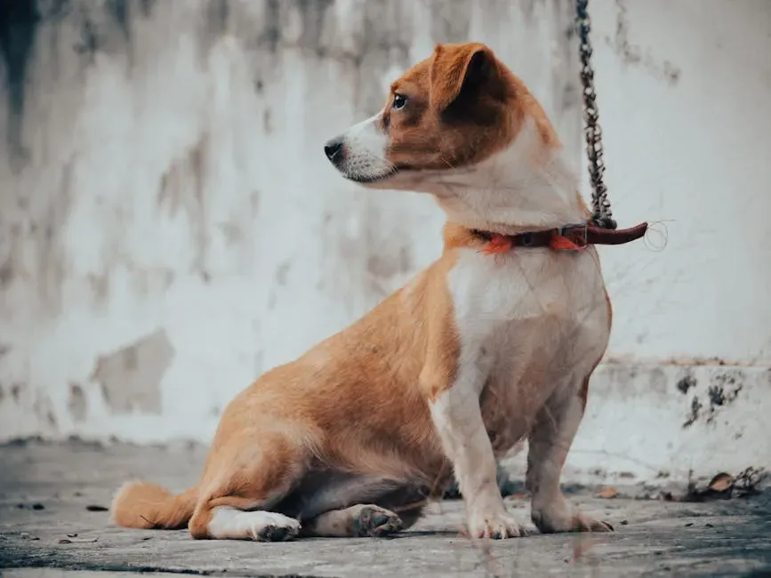Finding Your Perfect Quiet Companion (Image Credits: Pexels)