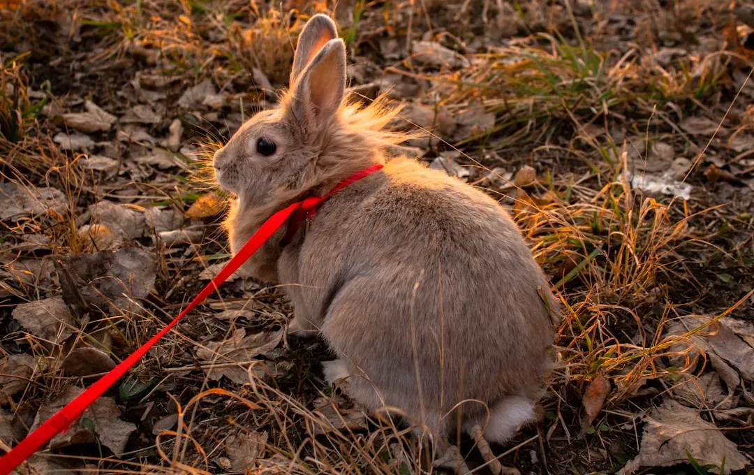 You'll Need to Rabbit-Proof Your Home (Image Credits: Unsplash)