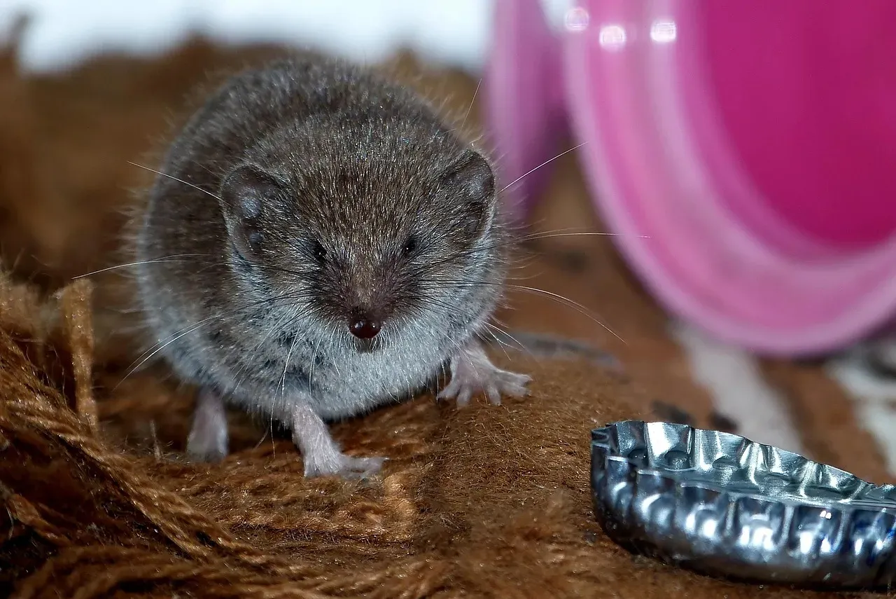 The Shrew: Venomous and Fearless (Image Credits: Pixabay)