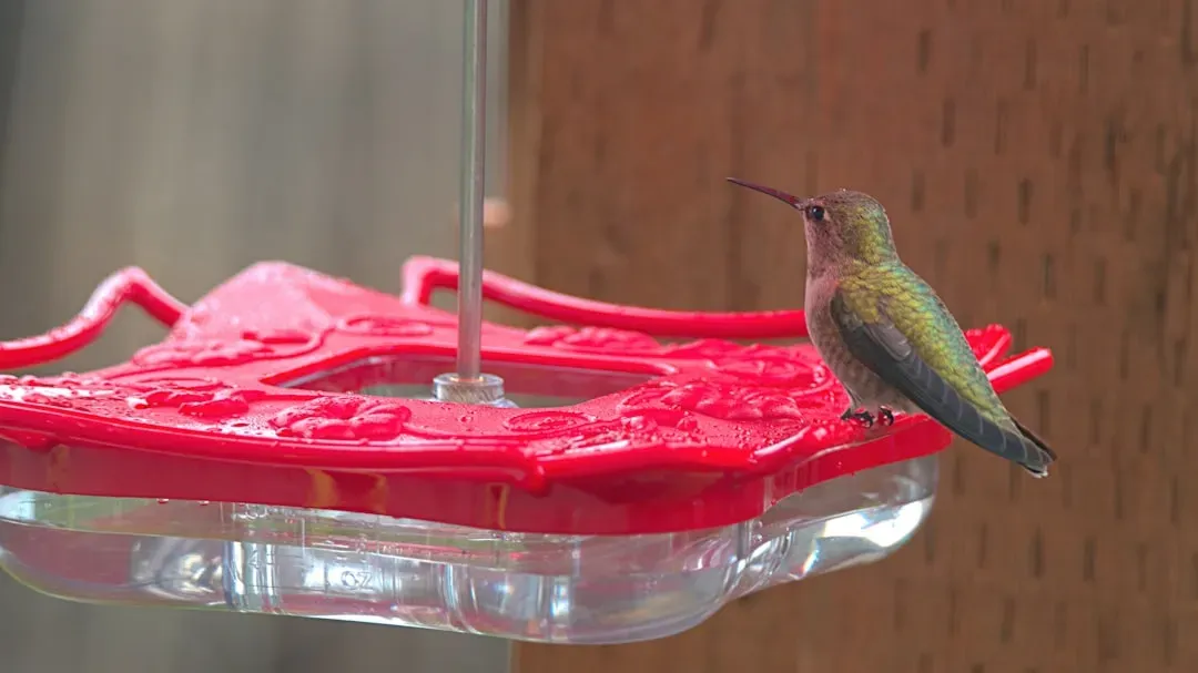 #2 – Hummingbirds Remember Your Garden and Return Every Year (Image Credits: Unsplash)